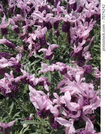 Italian lavender with flowers like rabbit ears 7074242