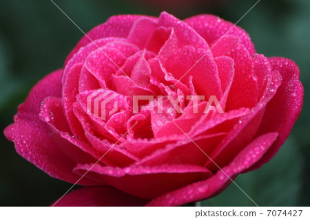 玫瑰粉色和平滴 玫瑰粉色和平滴 7074427