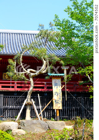 上野公園月亮松 7074502