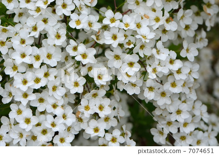 Yukiyanagi白花 7074651