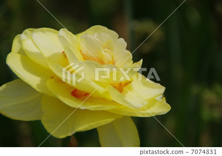 Narcissus Tahiti Narcissus Tahiti 7074831