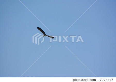 Gray heron 7074876
