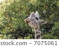 Reticulated giraffe 7075061