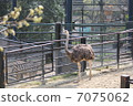 Ostrich 7075062