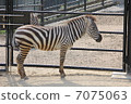 zebra  7075063