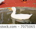 duck	 7075065