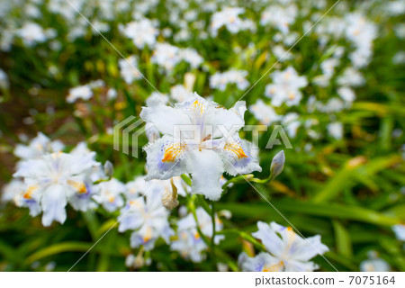 Short flower flowering Short flower flowering 7075164