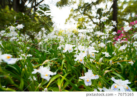 Short flower flowering Short flower flowering 7075165