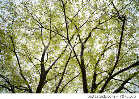 Fresh green season Fresh green season 7075166