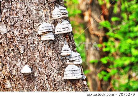 Chrysanthemum fungus Chrysanthemum fungus 7075279