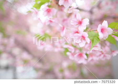 Kawazu cherry in Kyoto 7075320