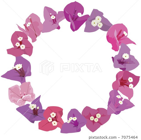 Bougainvillea 7075464