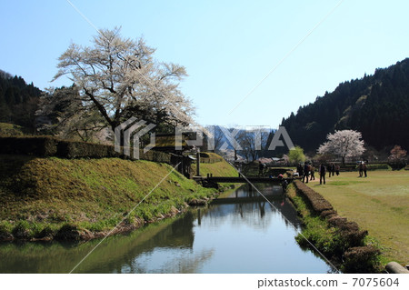 Cherry blossom Asakura ruins Tangmen and restored streets 7075604