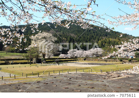 Cherry blossom Asakura ruins Tangmen and restored streets 7075611