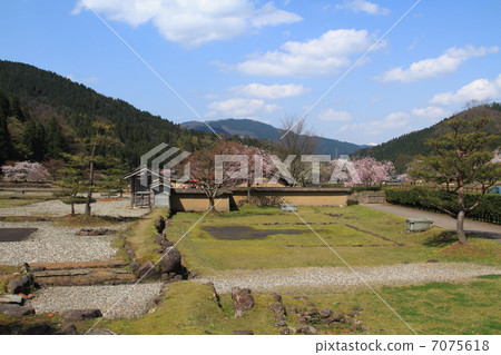 Cherry blossom Asakura ruins Tangmen and restored streets 7075618