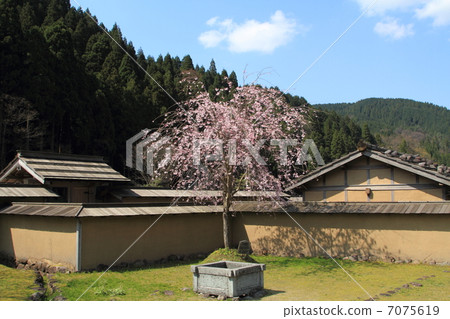Cherry blossom Asakura ruins Tangmen and restored streets 7075619