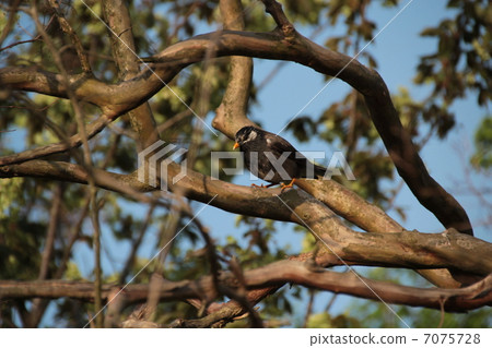 Starling on the tree Starling on the tree 7075728