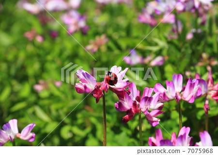 蓮花草 蓮花草 7075968