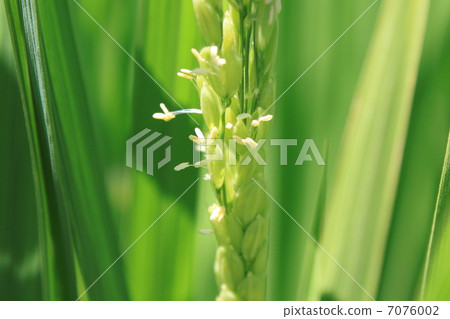 米花 米花 7076002