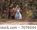 Rabbit  7076044