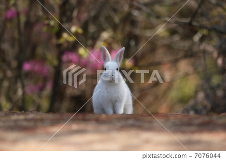 Rabbit Rabbit 7076044