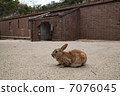 Rabbit  7076045