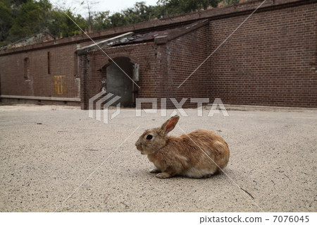 Rabbit Rabbit 7076045