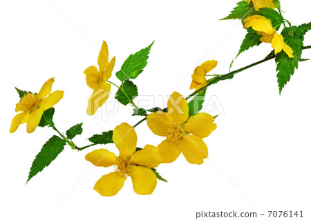 Marsh Marigold Yellow wildflowers isolated on white background Marsh Marigold Yellow wildflowers isolated on white background 7076141