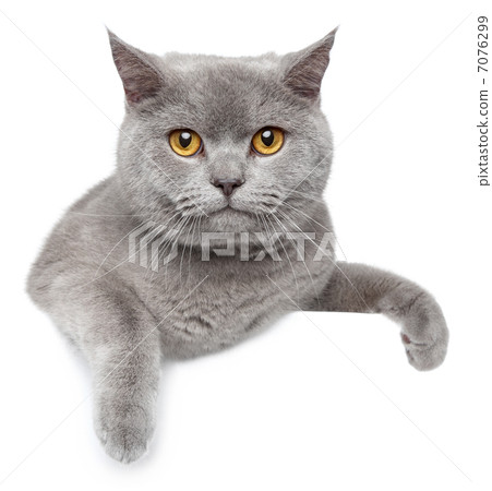 British Shorthair cat on a white banner 7076299