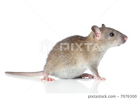 Rat on a white background Rat on a white background 7076300