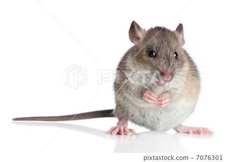 Funny rat on a white background 7076301