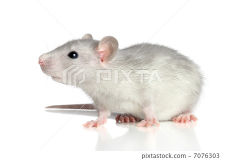 Rat on a white background 7076303
