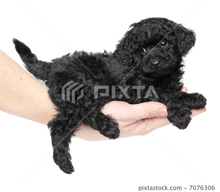 Black toy poodle puppy on hand Black toy poodle puppy on hand 7076306