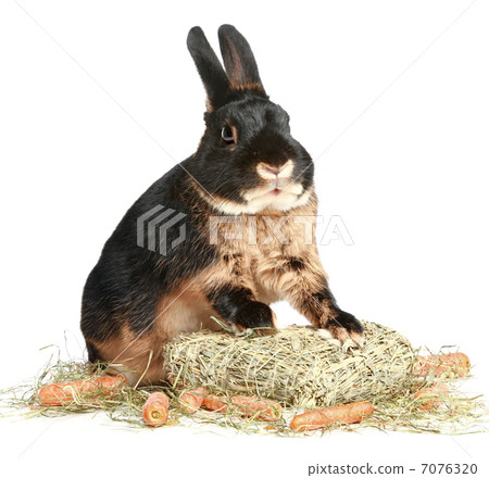 Rabbit with a carrot 7076320
