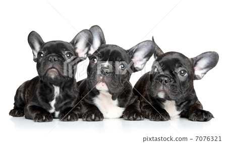 French bulldog puppies 7076321