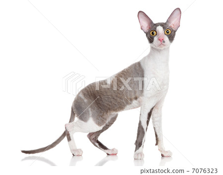 Cornish Rex 7076323
