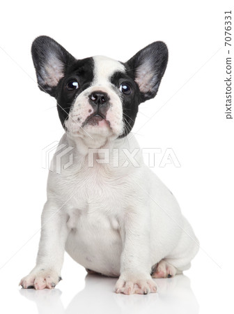 French bulldog puppy 7076331
