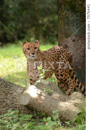 獵豹71 獵豹71 7076441