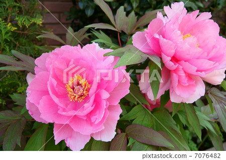 Button (pink) 7076482