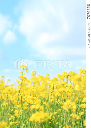 Rape blossoms Rape blossoms 7076558