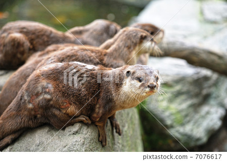 Kotsumekawauso 7076617