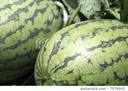 watermelon   7076842