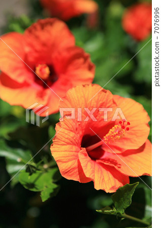 Flower hibiscus Flower hibiscus 7076996