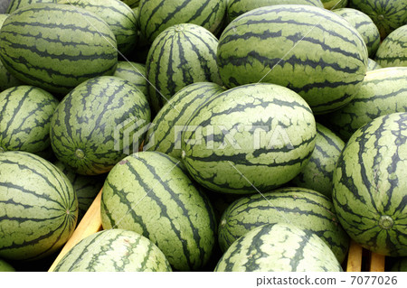watermelon   7077026