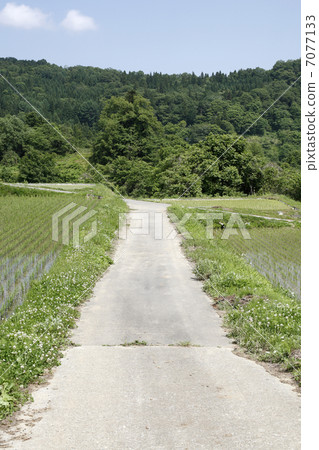 Rice terrace in Tazawa middle 7077133