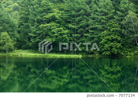Forest and lake 7077134