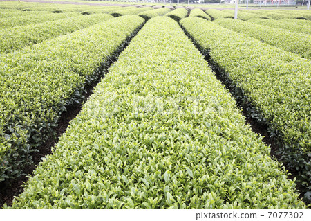 茶園 7077302