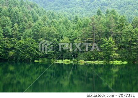 Forest and lake Forest and lake 7077331