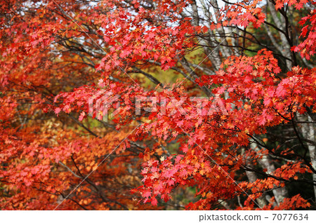 秋天的樹葉 7077634