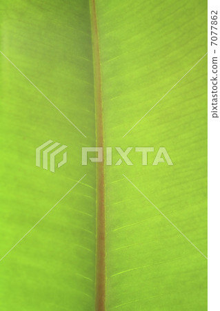 Rubber tree vein 7077862